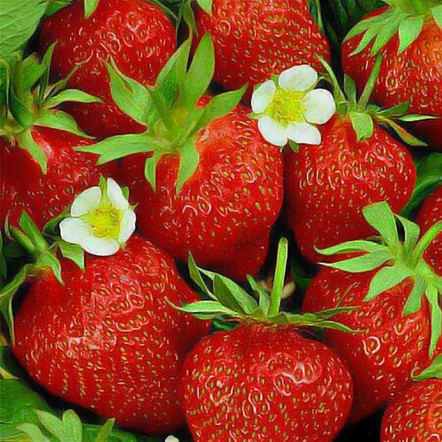 Клубника искушение f1. Клубника искушение f1. Сорт искушение. Ампельная клубника искушение. Земляника садовая вима кимберли.