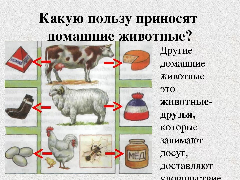 Значение сообщества животных для человека. Польза домашних животных для человека. польза домашних животных для детей. что дают животные человеку. какую пользу приносят домашние животные.
