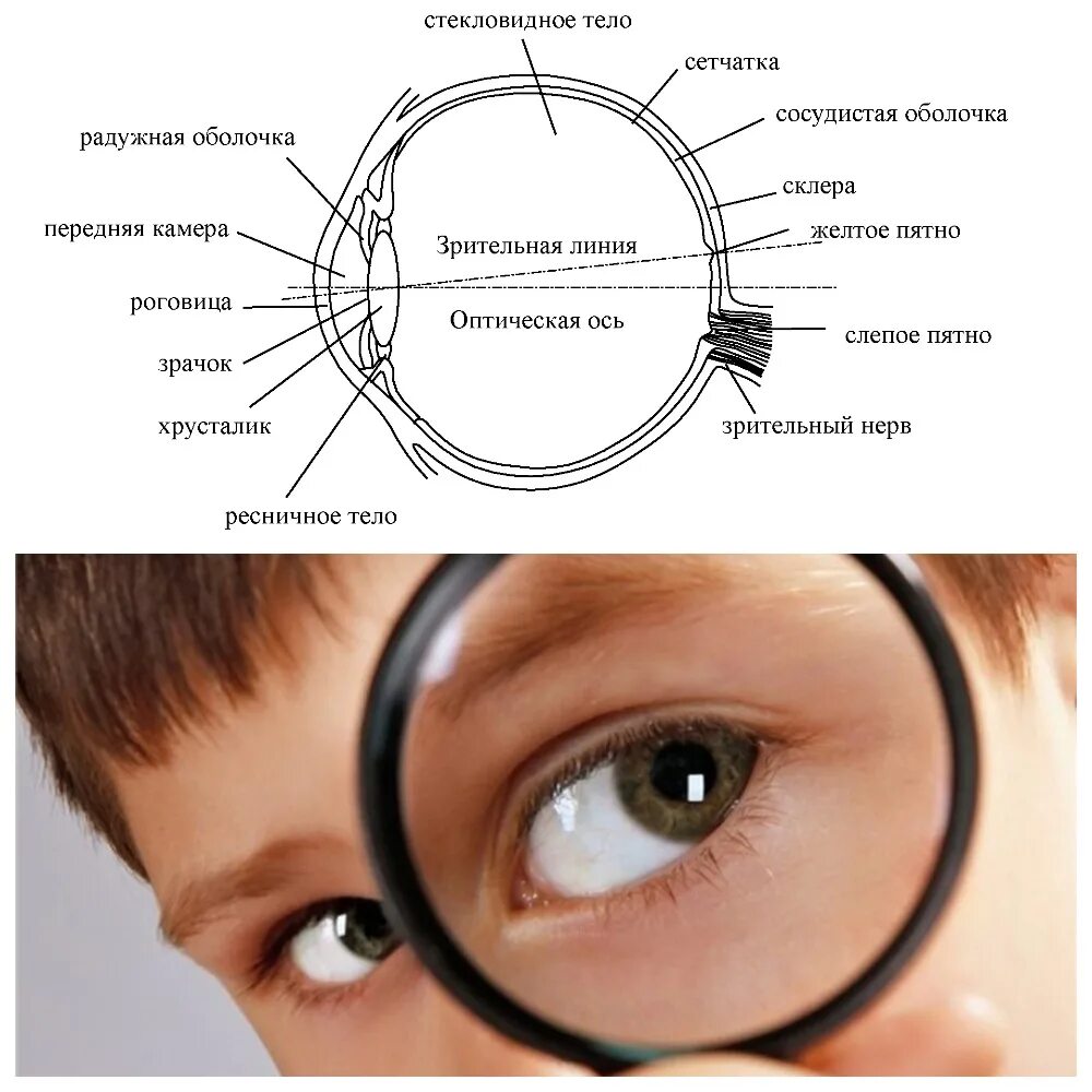 Практическая работа строение и работа органа зрения. Орган зрения. Строение глаза. Строение органа зрения. Орган зрения строение глаза.