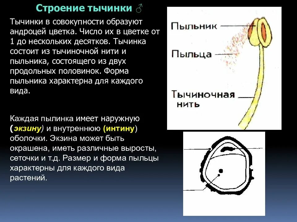 3 тычинка состоит из. Подробное строение тычинки. особенности строения тычинки. тычинка состоит из. внутреннее строение тычинки.