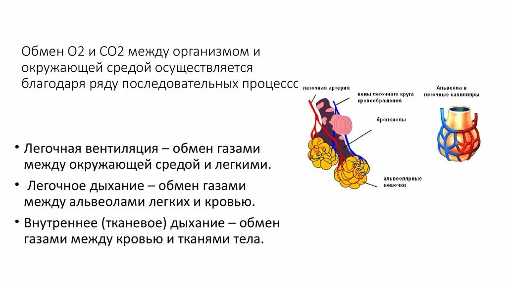 Дыхательную функцию выполняют клетки. Газообмен между организмом и окружающей средой. Связь организма с окружающей средой осуществляется благодаря. Дыхательный обмен. Обмен какими газами между организмом и средой происходит при дыхании.