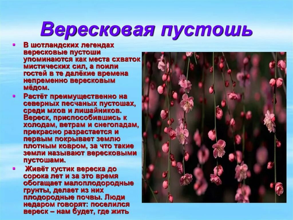 Вересковый мёд. Р. Краткий пересказ вересковый. Баллада р. Л.