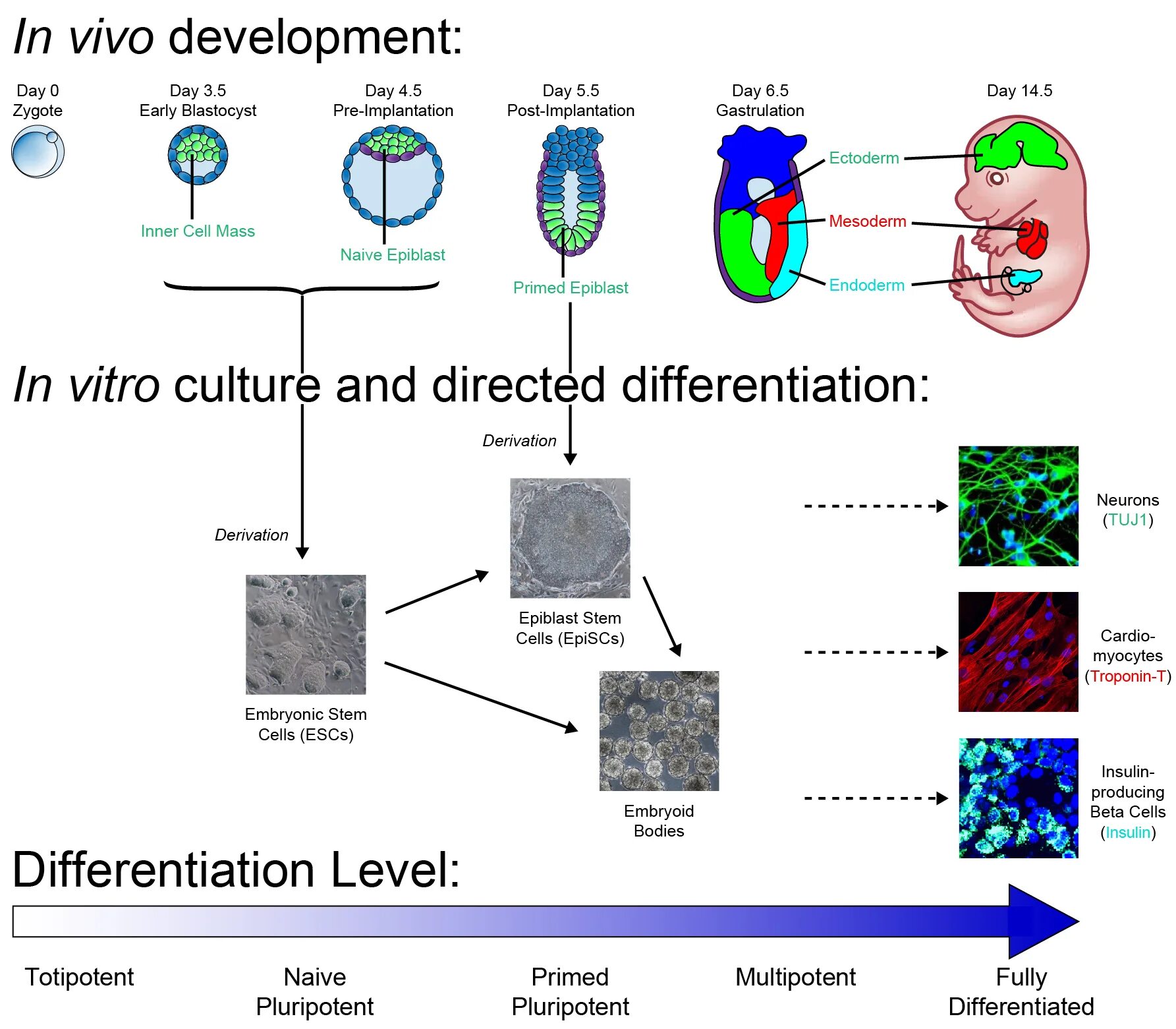 Ex vivo и in vitro. In vivo и in vitro разница. Метод in vivo in vitro. In vitro in vivo, in situ методы исследования.