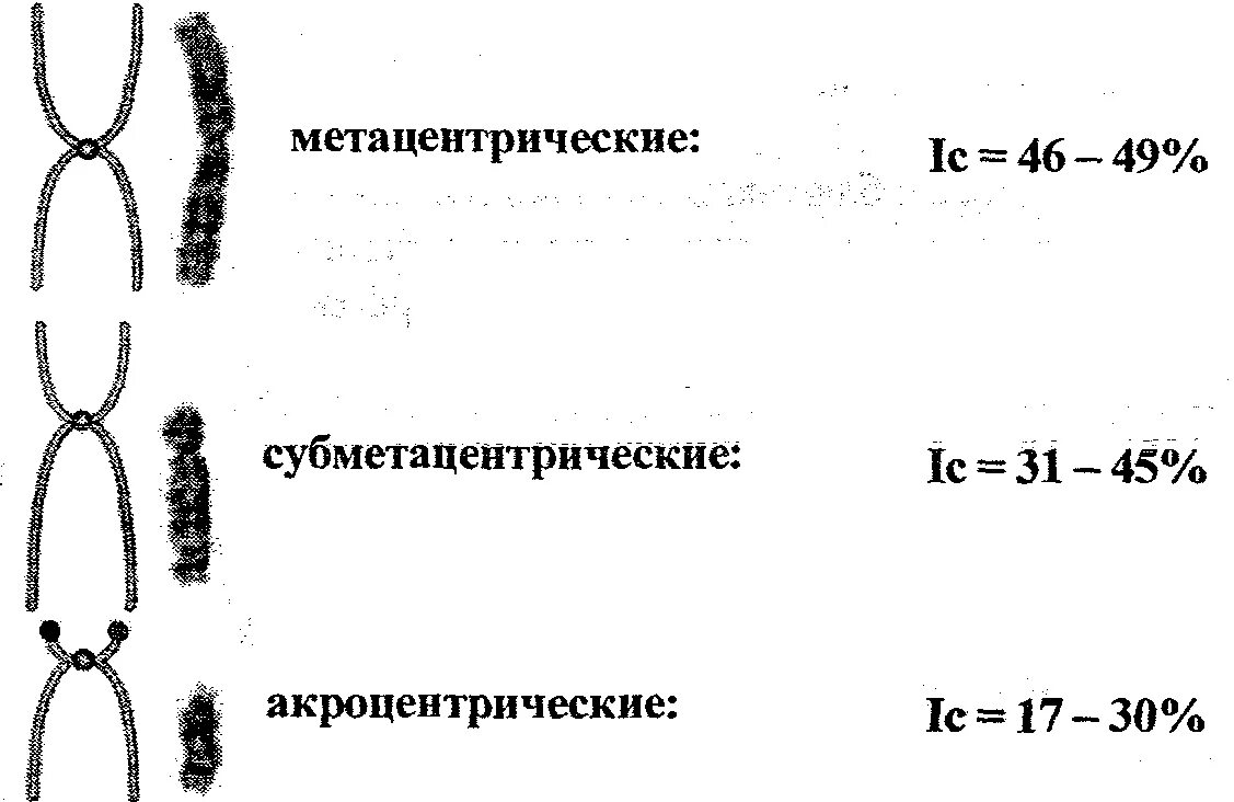 Какие типы хромосом вам известны. Акроцентрические хромосомы человека. Акроцентрические хромосомы строение. Метацентрические субметацентрические. Метацентрический Тип хромосом.