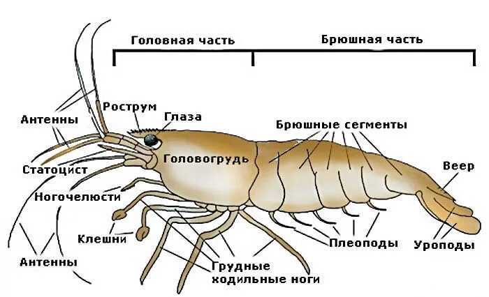 Речной рак часть. Строение конечностей креветки. Креветка строение биология. Внутреннее строение креветки биология. Строение креветки биология 7 класс.