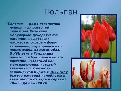 Где появились тюльпаны