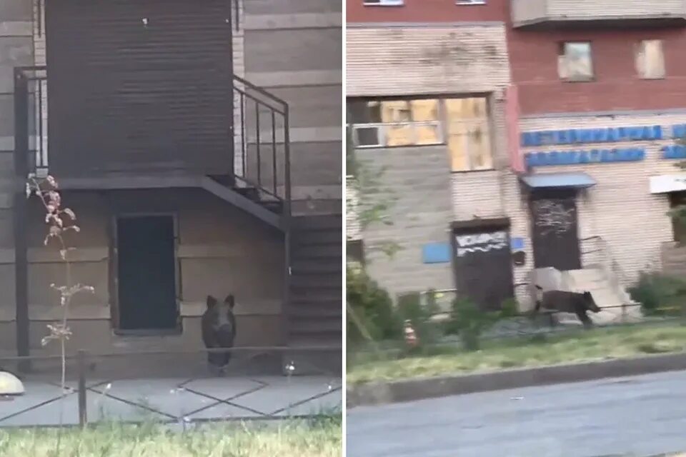Кабан пробежал так неожиданно что пока я. Кабан пробежал так неожиданно что пока я