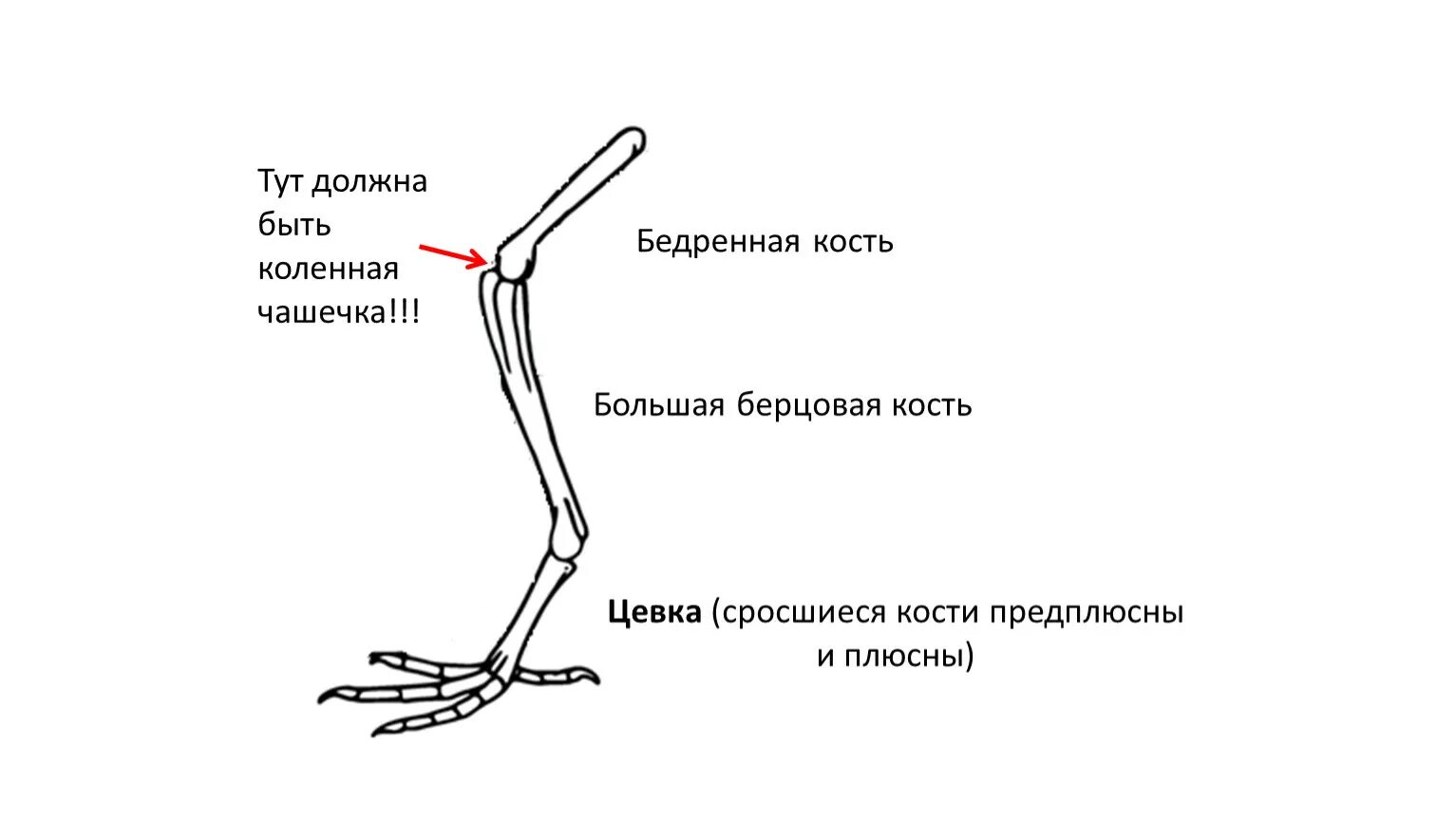 Конечности птиц таблица. Строение лапы птицы цевка. Кости задних конечностей птицы. Скелет задней конечности голубя. Строение задних конечностей птиц.