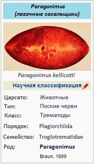 Сосальщик систематика