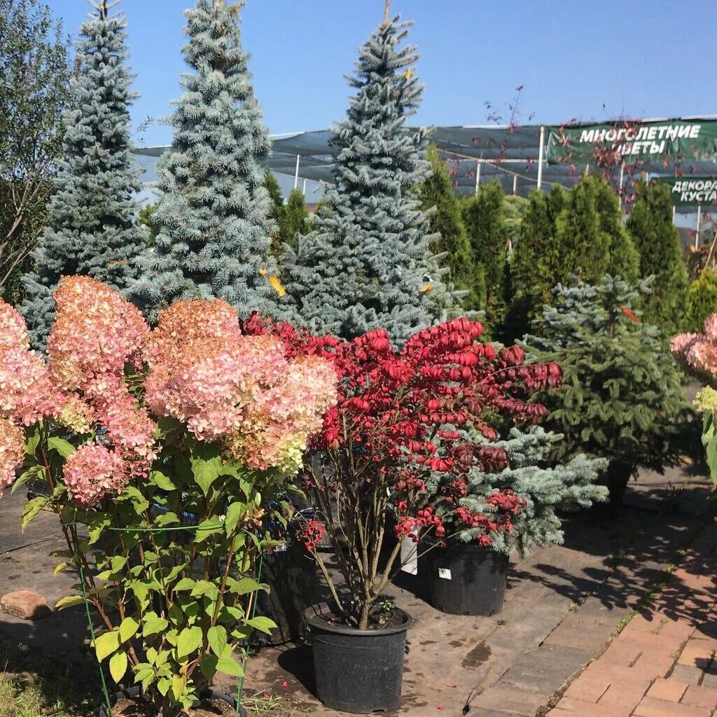 садовый центр абдуллиных в нагаево. совхоз цветы. питомник уфа. питомник уфа. питомники саженцев в уфе.
