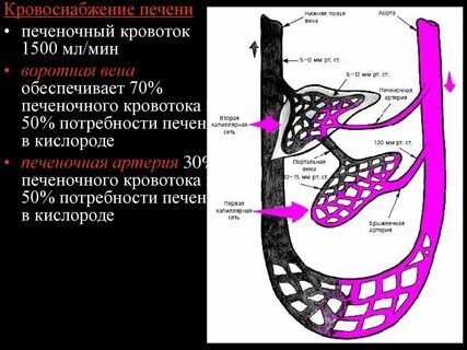 Печень кровоснабжение