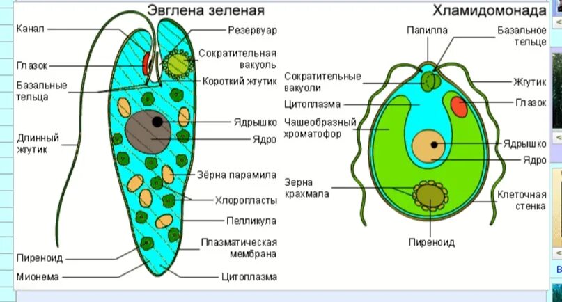 Строение водоросли хламидомонады. Хламидомонада и эвглена зеленая. Строение эвглены зеленой и хламидомонады. Эвглена зеленая и хламидомонада различия. Рисунок клетки водорослей