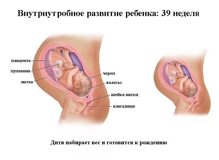 26 неделя беременности фото плода. Ребёнок на 26 неделе беременности. 26 недель беременности развитие плода. 26 неделя беременности фото плода. 26 недель беременности развитие плода.