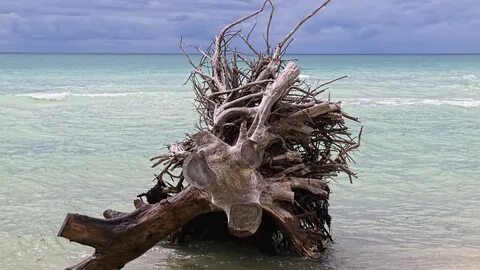 Коряга в воде