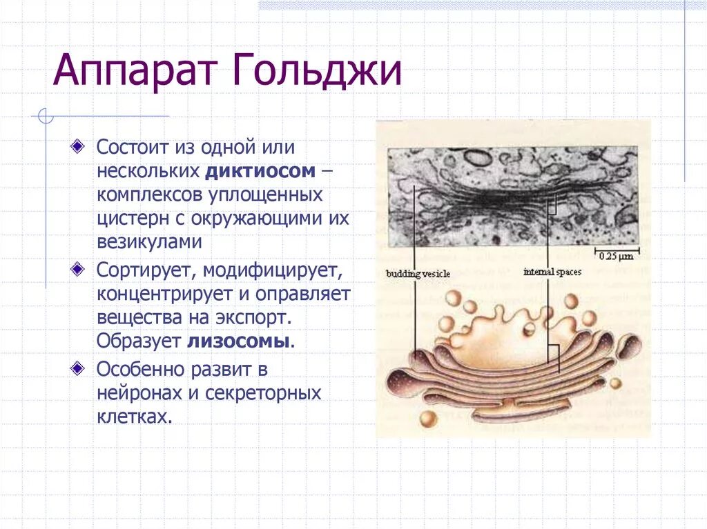 Выполняет секреторную функцию аппарат гольджи. Аппарат Гольджи функции органоида. Аппарат Гольджи строение органоида. Аппарат Гольджи состоит из микротрубочек.