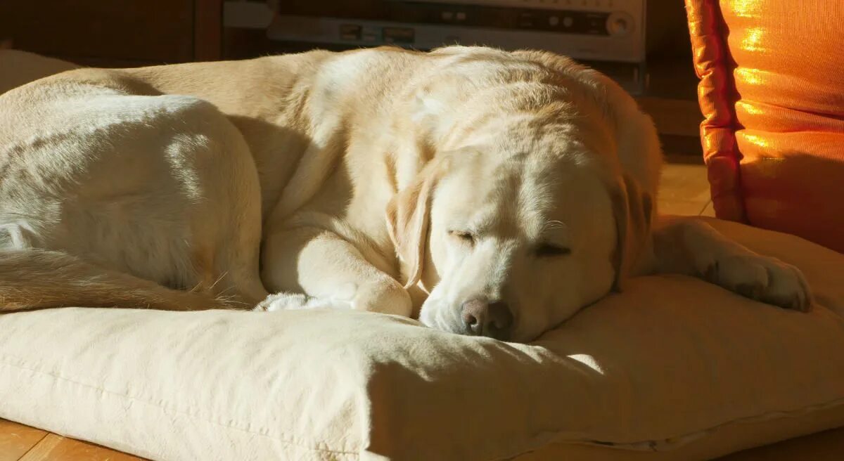 К чему снится большая собака. Спящие лабрадоры. Лабрадор. Лабрадор спит на кровати. Спящий лабрадор.