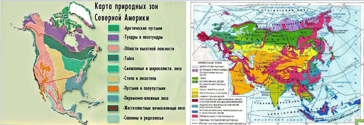 Характеристика природных зон северной америки и евразии. Лесная зона Северной Америки. Природные зоны Северной Америки. Умеренный пояс Северной Америки. Природные зоны Северной Америки 7 класс.