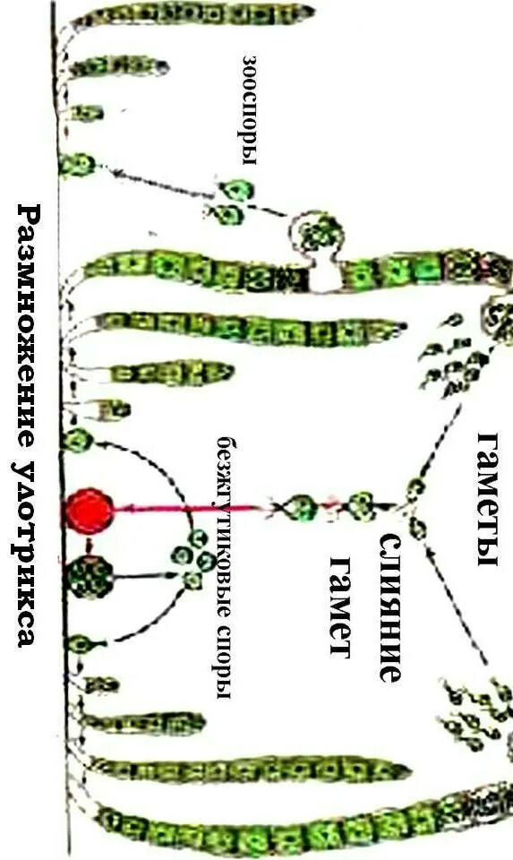 Улотрикс размножается. Улотрикс размножение схема. Улотрикс жизненный цикл. Бесполое размножение улотрикса. Что является гаметофитом улотрикса