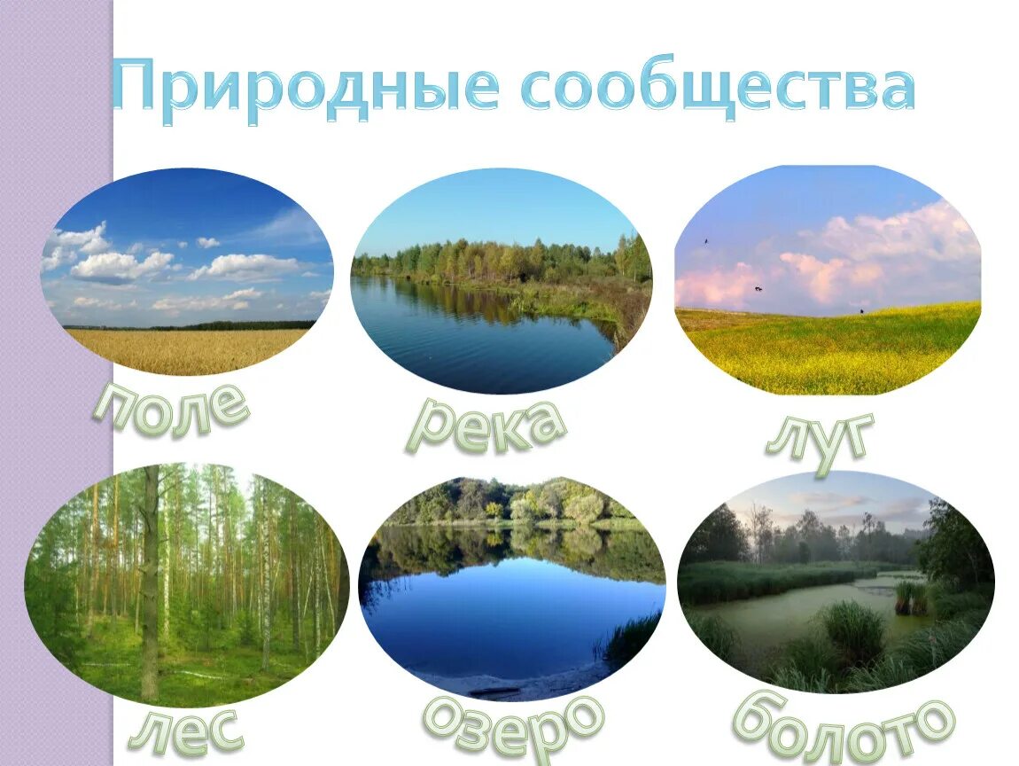 Что такое природное сообщество 5 класс кратко. Природные сообщества. Разнообразие природных сообществ. Природное сообщество окружающий мир. Природное сообщество рисунок.