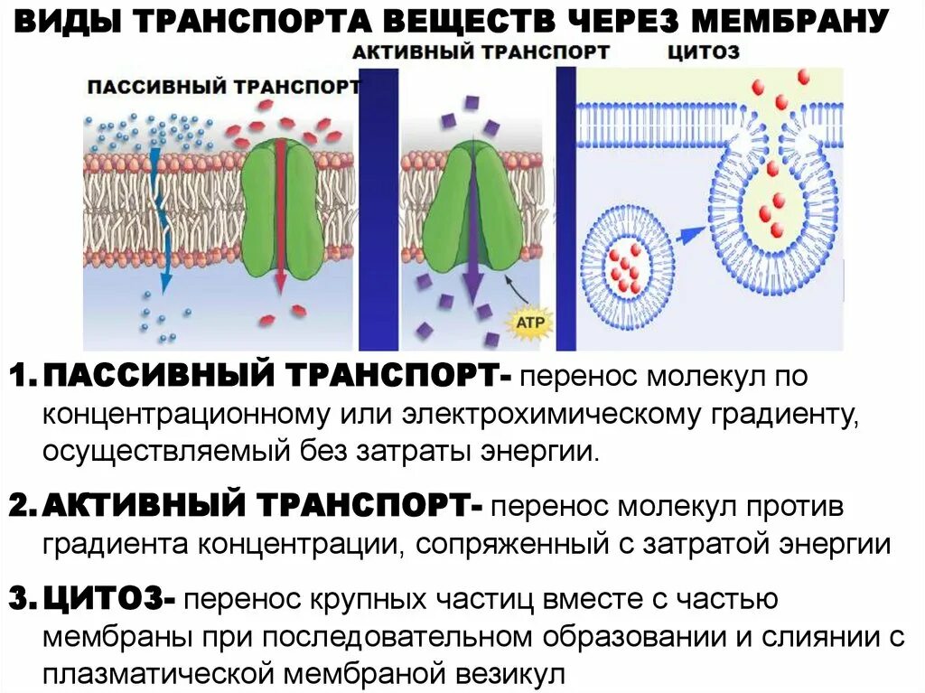 Пассивный и активный транспорт ионов через мембрану клетки. Плазматическая мембрана активный транспорт. Плазматическая мембрана пассивный транспорт. Механизмы активного и пассивного транспорта ионов через мембрану.