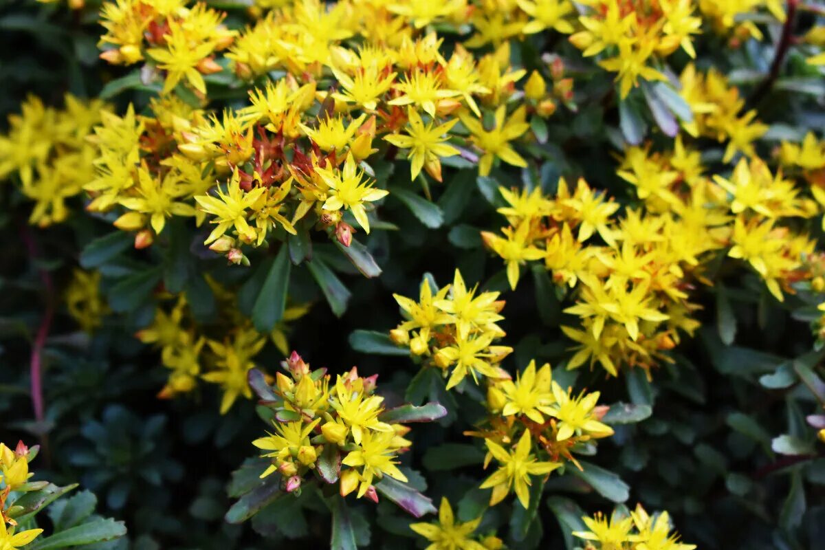 Creative Ways to Use Sedum in Landscaping Designs