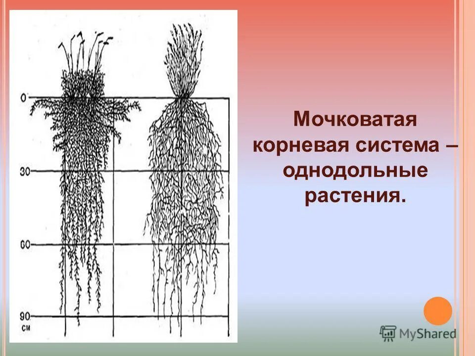 Мочковатая корневая система у однодольных. Мочковатая корневая система у однодольных. Мочковатая корневая система. Мочковатая корневая система у однодольных. Мочковатая корневая система у однодольных.