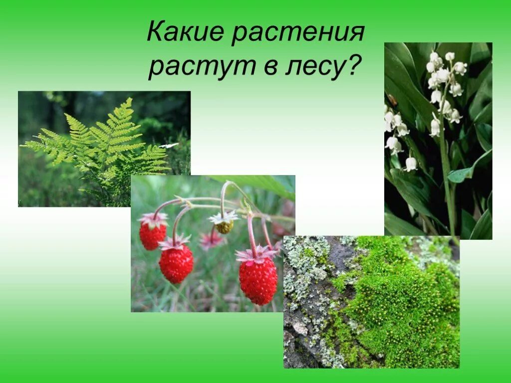 Какие растения растут в лесу. Растения которые растут в лесу. Растения которые растут в лесах. Растения обитающие в лесу. Какие растение относится к лесу