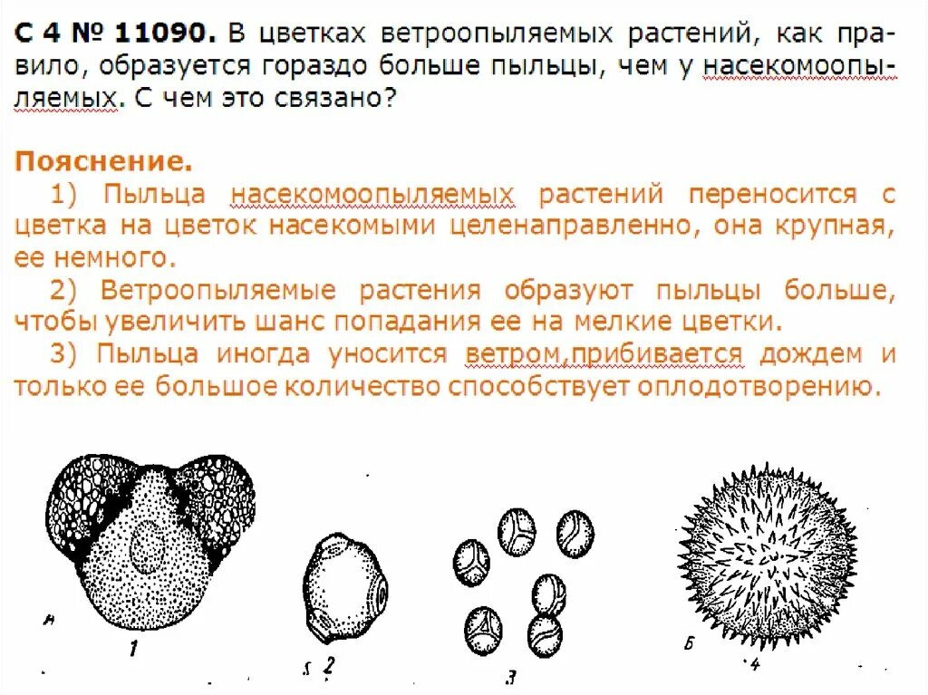 Пыльца растений образуется в. Пыльца у растений образуется. Размер пыльцы цветов. Из чего образуется пыльца. Пыльца голосеменных растений образуется.