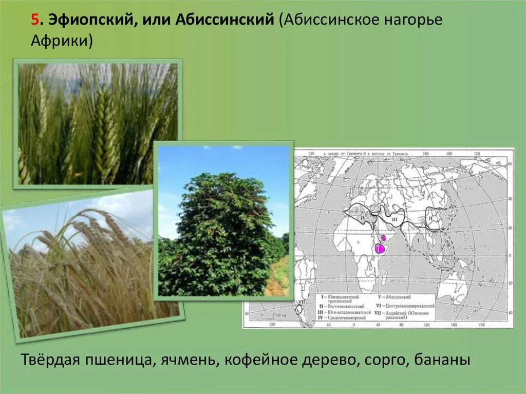 Абиссинский центр растения. Абиссинский центр происхождения растений. Культурные растения абиссинского центра. Эфиопский абиссинский центр происхождения культурных растений. Абиссинский центр происхождения культурных.
