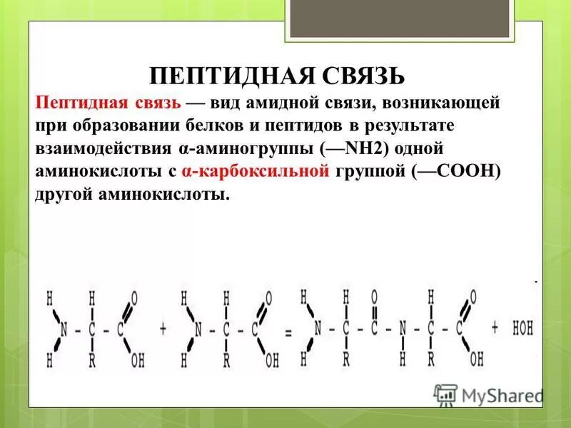 Аминокислоты в молекуле белка соединены