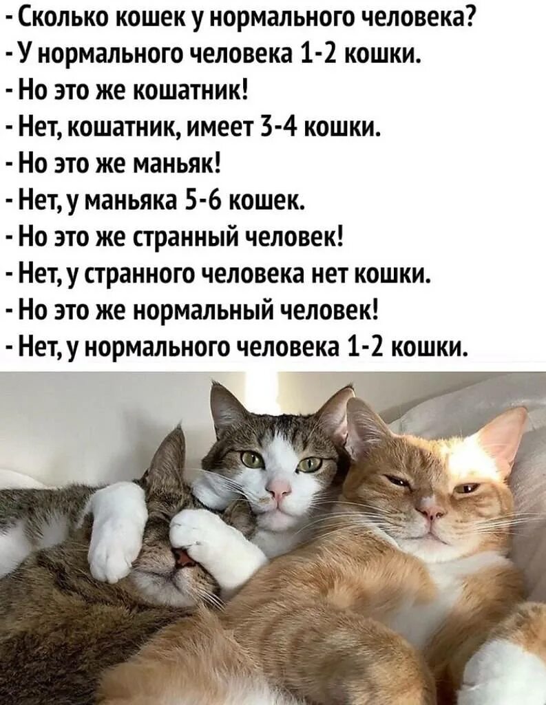У нормального человека два кота. 1-2 Кота это нормальный человек. Кошка. Нормальный человек это один кот.