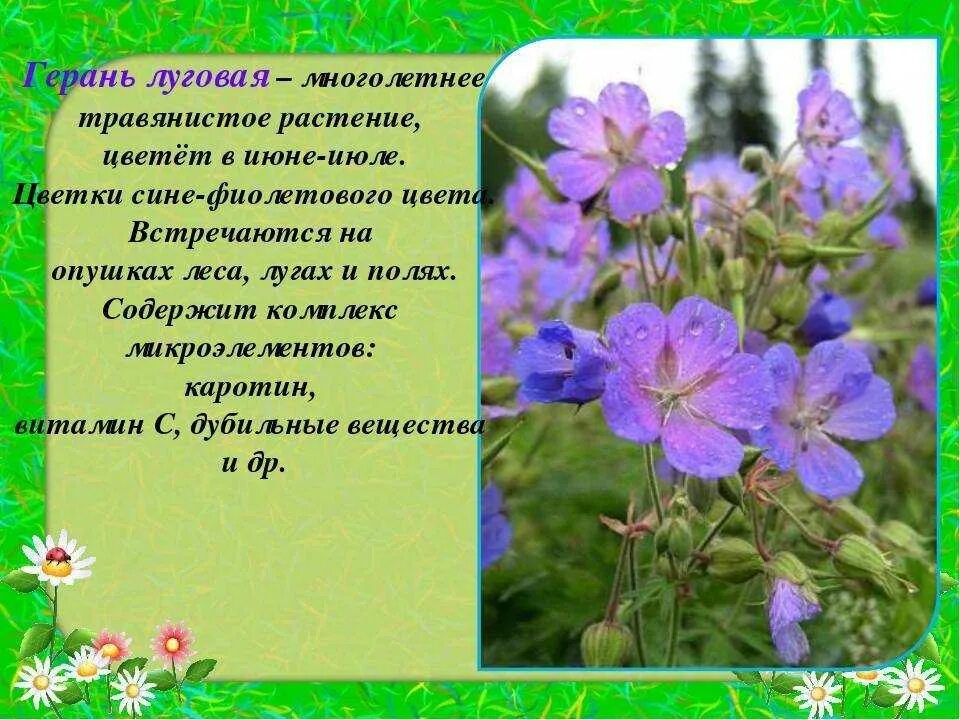 Герань Луговая описание. Полевые цветы описание. Описание луговых цветов. Луговое растение описание