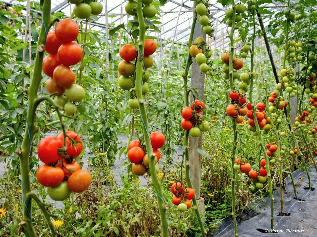 Как правильно ухаживать за помидорами. Тепличный комбинат Новосибирский томаты черри. Черри высокорослые. Штамбовые томаты. Высокорослые томаты.