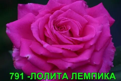 Петь розы