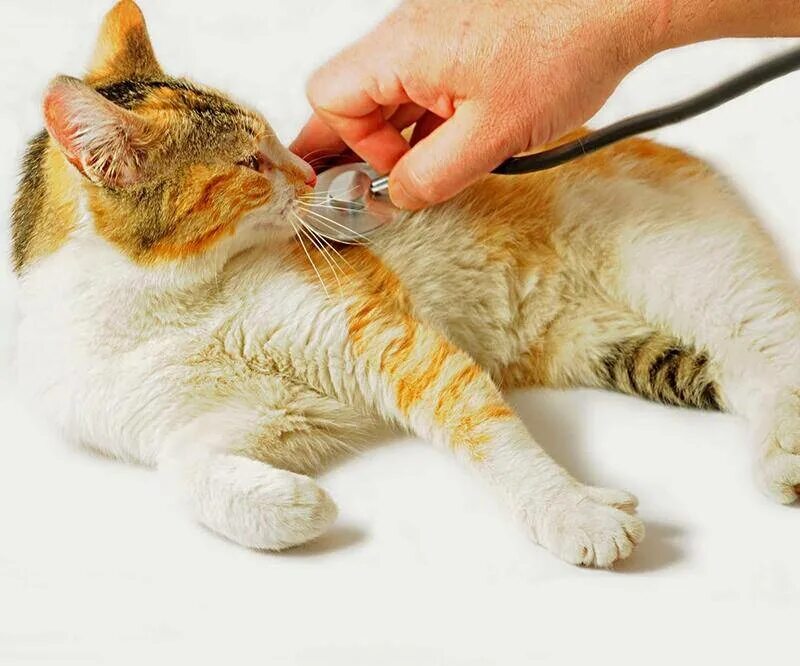 Гастроэнтерит котят. Гастроэнтерит котят. Гастроэнтерит котят. Коронавирусный гастроэнтерит у кошек. Гастроэнтерит кошек симптомы.