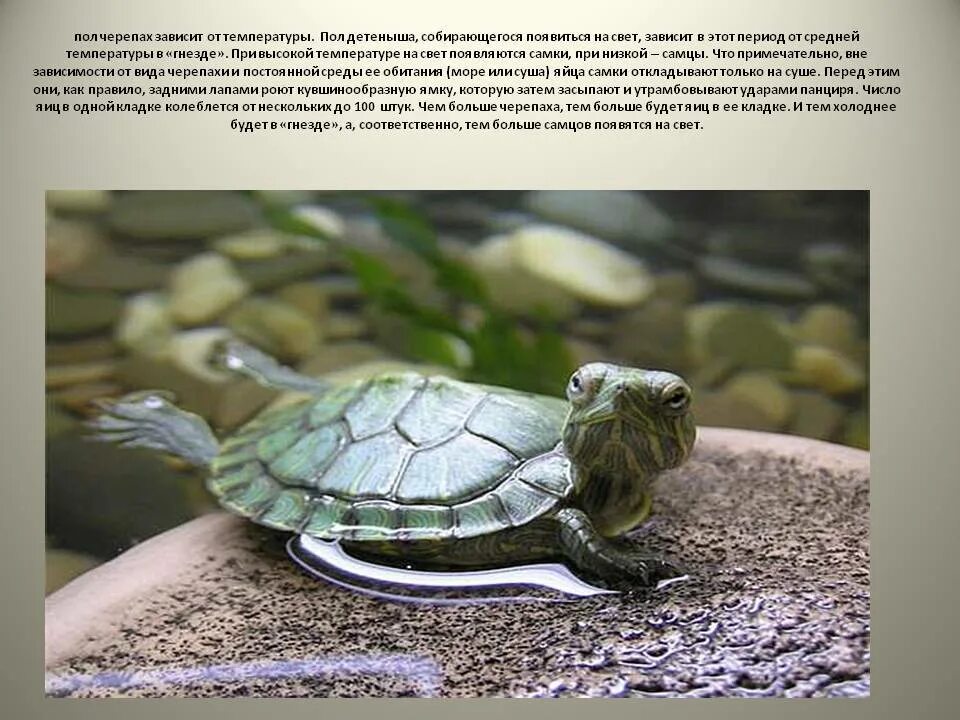 Сколько красноухая может без воды. Красноухая черепаха таксономия. Диморфизм красноухой черепахи. Красноухая черепаха подвиды. Как передвигается черепаха.