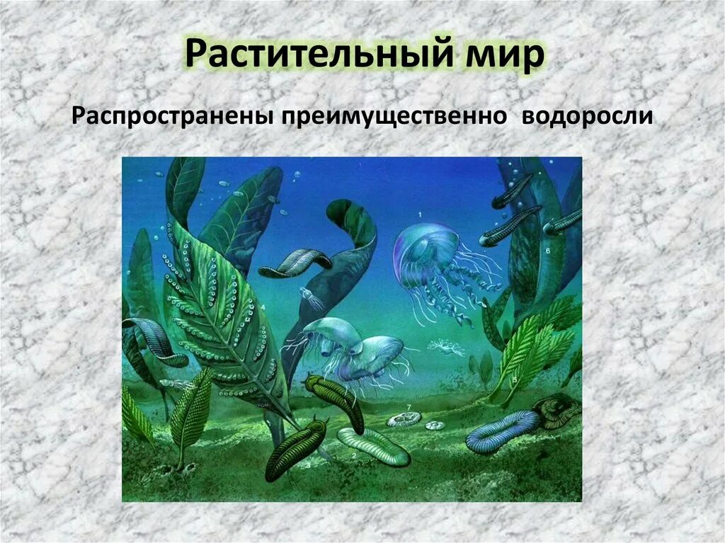 Архейская эра животный мир. Рифейский период протерозойской эры. протерозой эра животные. бурые водоросли протерозойская эра. фауна протерозойской эры.