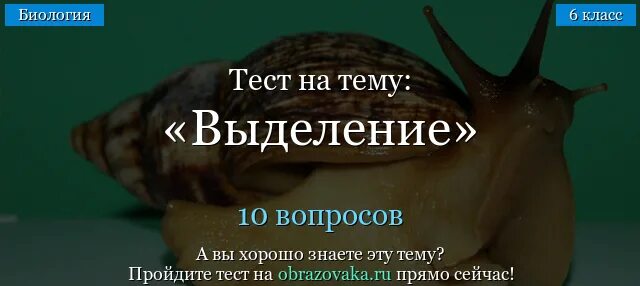 Выделение биология тест. Биология 6 класс выделение тест. Тест выделение 8 класс биология. Тест для выделений.