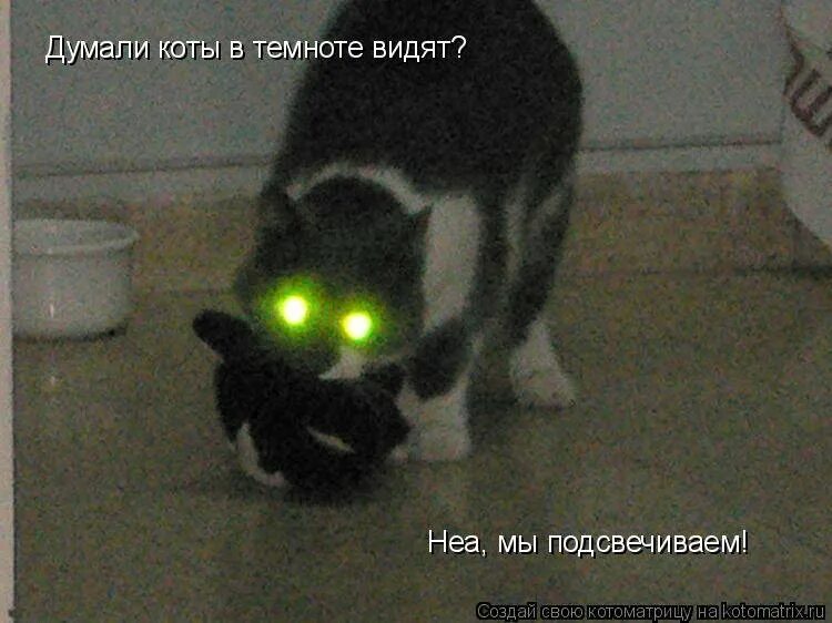 Как видеть в темноте. Смешные коты в темноте. кошачье зрение ночью. как видят кошки в темноте. мир глазами кота d темноте.