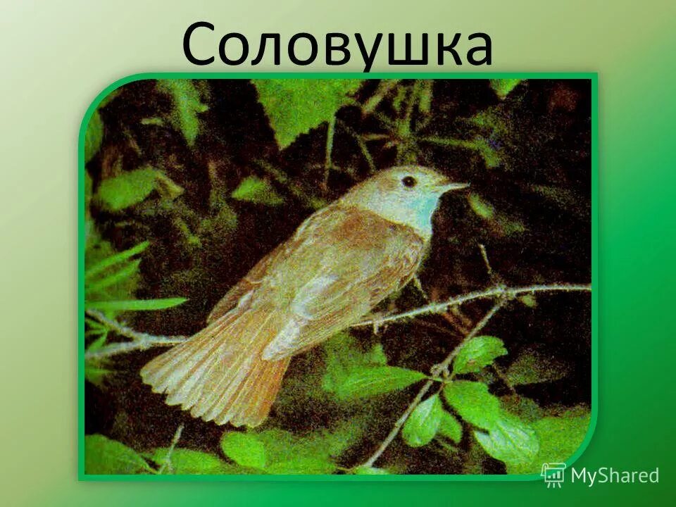 Стыдно перед соловушкой. Стыдно перед соловушкой картинки. Сухомлинский стыдно перед соловушкой картинки.