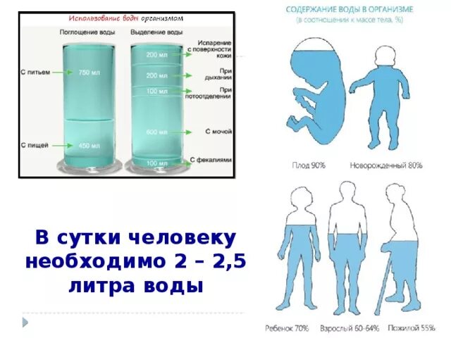 Сколько литров воды содержится. Вода в сутки для человека. Норма воды в день. Количество жидкости в сутки человеку. Сколько пить воды.