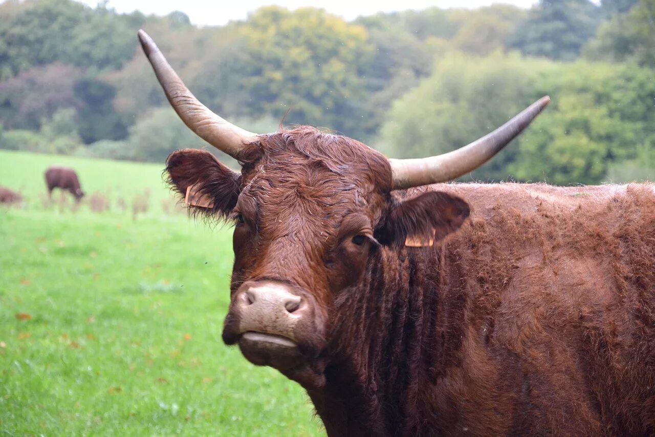 Корова. Коровьи рога. Рогатая корова. Рогатая корова. Рогатый бык.