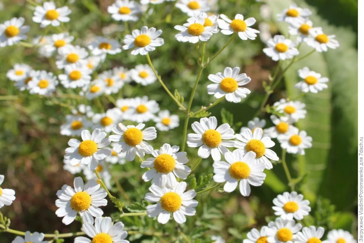 Ромашка аптечная (Matricaria Chamomilla). Matricaria recutita. Ромашка лекарственная (Chamomilla officinalis). Ромашка аптечная – Chamomilla recutita. Ромашки лекарственной цветки