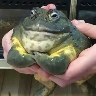 Бля держи жабу