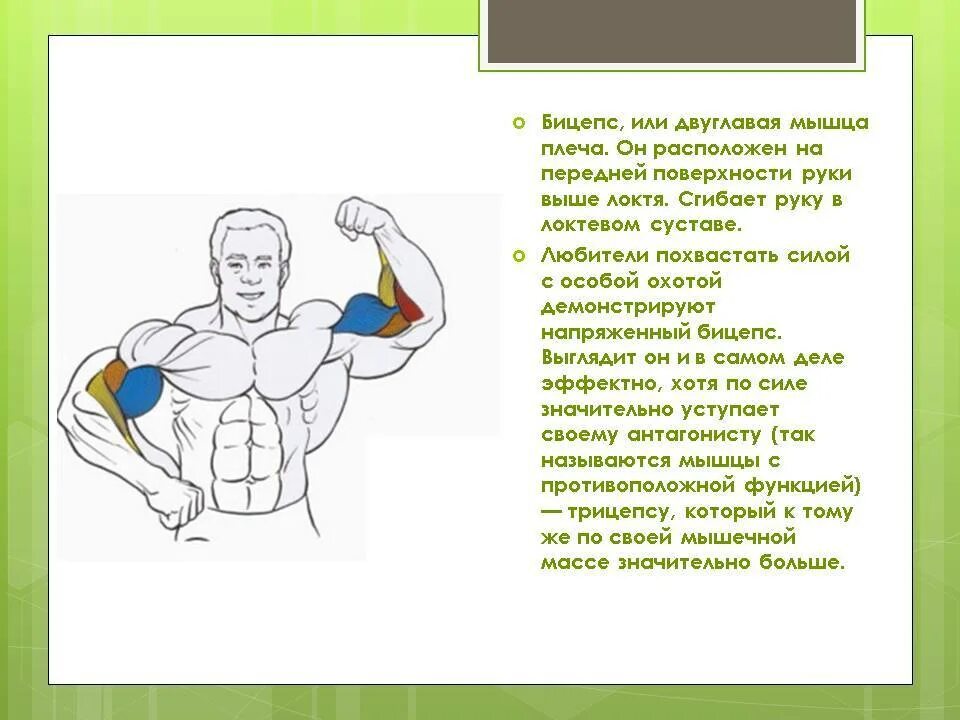 Бицепс в напряженном состоянии. Бицепс анатомия мышцы. Двуглавая мышца плеча. Двуглавая мышца плеча бицепс. Бицепс руки функции.