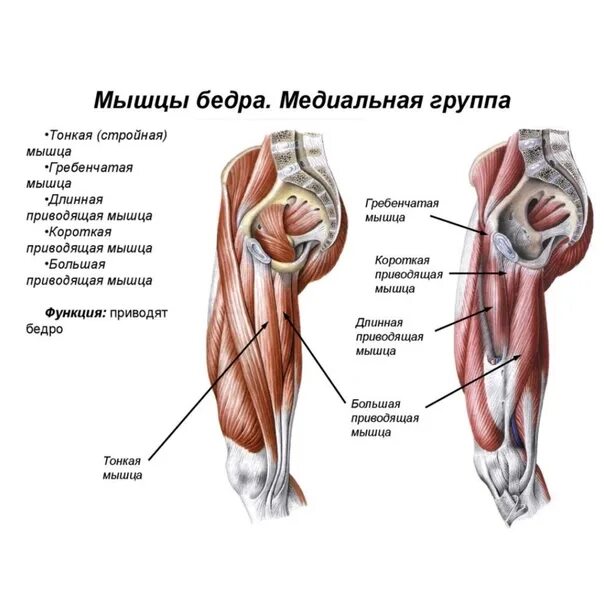 Функции приводящих мышц. Мышцы сгибатели тазобедренного сустава. Приводящие мышцы тазобедренного сустава. Приводящие и отводящие мышцы бедра. Четырехглавая мышца.