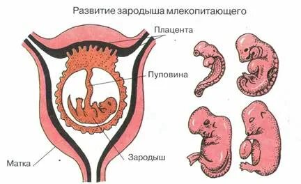 Самой беременность у млекопитающих