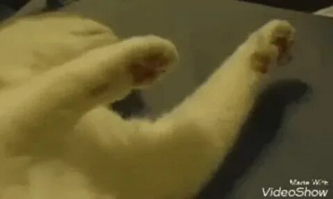 Котенок перебирает лапками