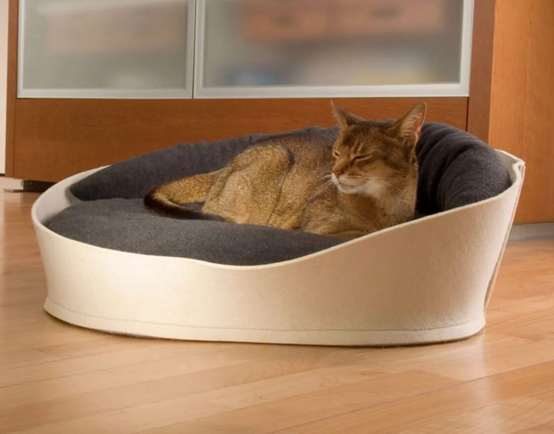 Как приучить котенка к лежанке