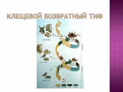 Клещевой возвратный тиф